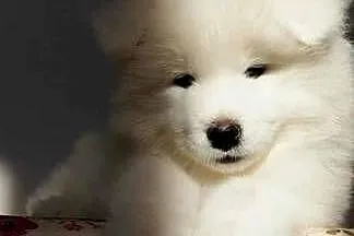 Samoyed szczeniaki, Kujawsko-pomorskie, Bydgoszcz