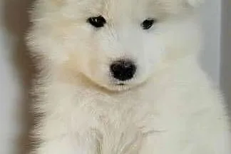 Samoyed szczeniaki, Kujawsko-pomorskie, Bydgoszcz