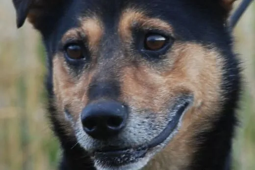 Wersus posłuszny, spokojny, łagodny pies ADOPCJA, 