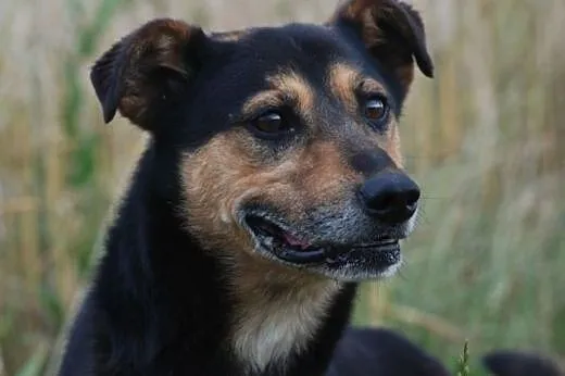 Wersus posłuszny, spokojny, łagodny pies ADOPCJA, 