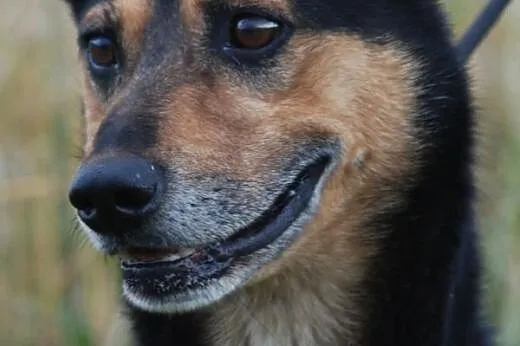 Wersus posłuszny, spokojny, łagodny pies ADOPCJA, 