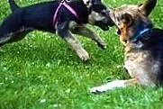 KOMU ?! KOMU ?! 3 MSC SZAMKA szuka DOMU!!!,  mazow