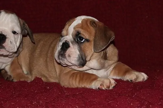 Buldog Angielski szczeniaczki
