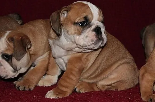 Buldog Angielski szczeniaczki