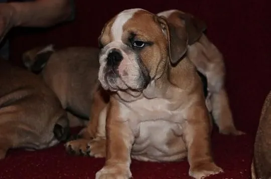 Buldog Angielski szczeniaczki