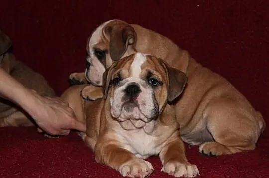 Buldog Angielski szczeniaczki
