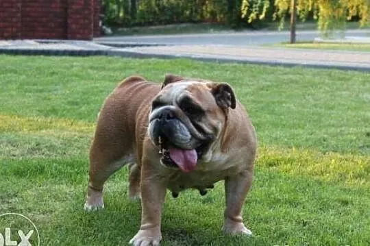 Buldog Angielski szczeniaczki