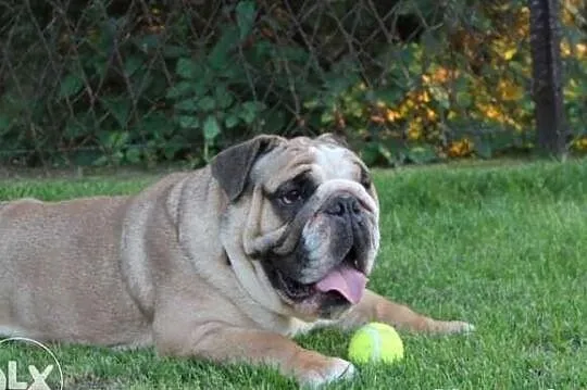 Buldog Angielski szczeniaczki
