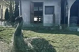 Sprzedam Emu, Małopolskie, Piwniczna-Zdrój
