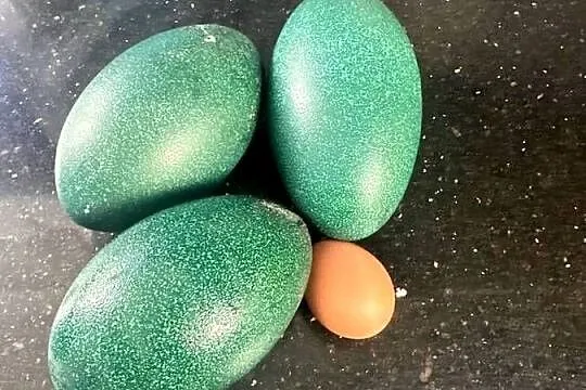 Sprzedam Emu, Małopolskie, Piwniczna-Zdrój