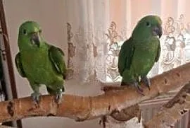 Amazonka Żółtoszyja (Auropalliata)