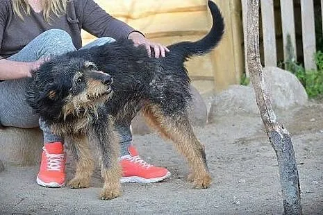 Baks.Wspaniały psi towarzysz.Może czeka właśnie na
