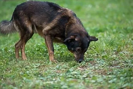 Sony - 5 letni psiak szuka domu,  mazowieckie Wars
