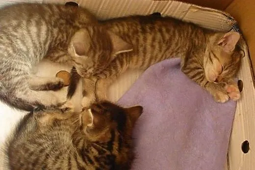 Śliczne, małe kotki do adopcji,  wielkopolskie Poz