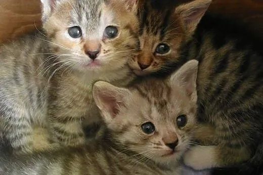 Śliczne, małe kotki do adopcji,  wielkopolskie Poz
