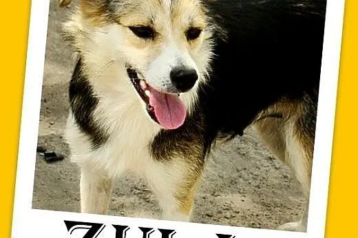 10kg,łagodna,młoda,wesoła,towarzyska suczka ZULA,  dolnośląskie Wrocław