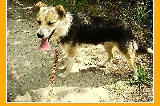 10kg,łagodna,młoda,wesoła,towarzyska suczka ZULA, 