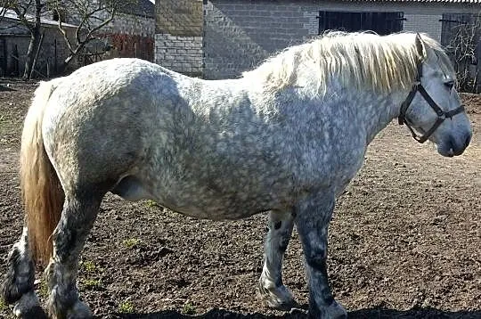 Klacz zimnokrwista zrebna, Warmińsko-mazurskie, Działdowo