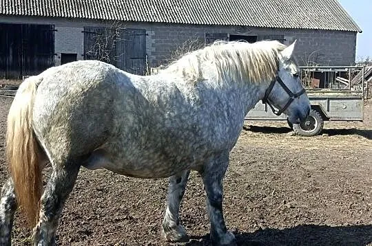 Klacz zimnokrwista zrebna, Warmińsko-mazurskie, Działdowo