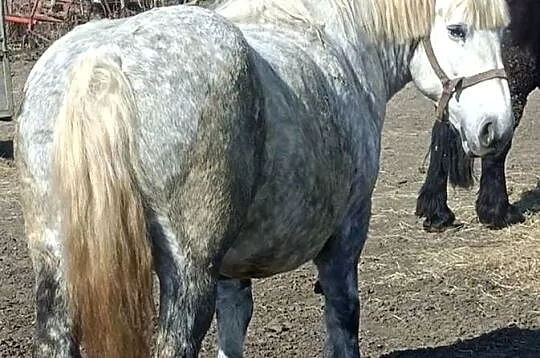 Klacz zimnokrwista zrebna, Warmińsko-mazurskie, Działdowo