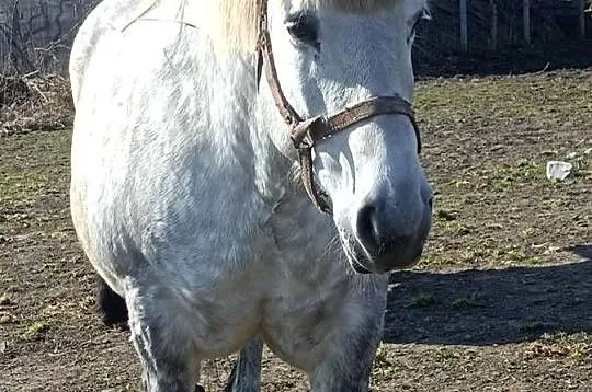 Klacz zimnokrwista zrebna, Warmińsko-mazurskie, Działdowo