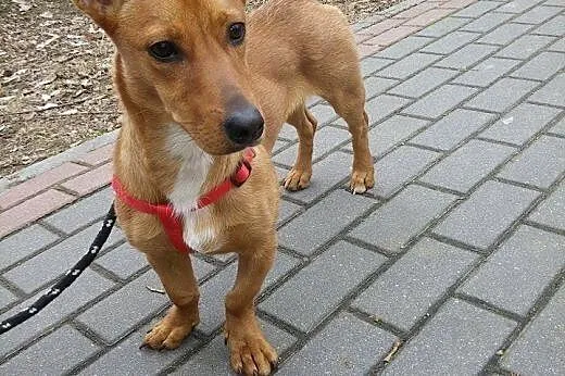 Pies-ideał wciąż be zdomku!!,  mazowieckie Warszaw