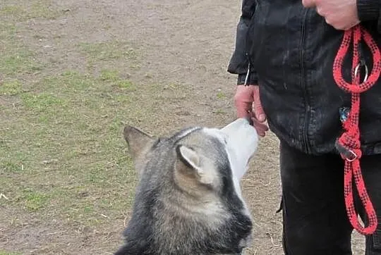 NATAN psie dziecko bez domu