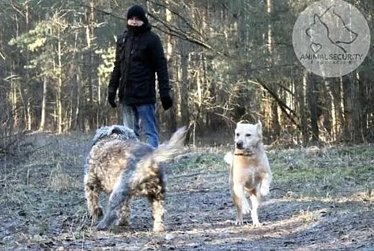 3-letni kundelek Reksio szuka kochającego domu