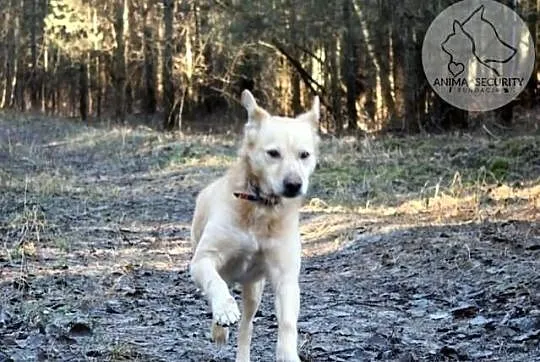 3-letni kundelek Reksio szuka kochającego domu