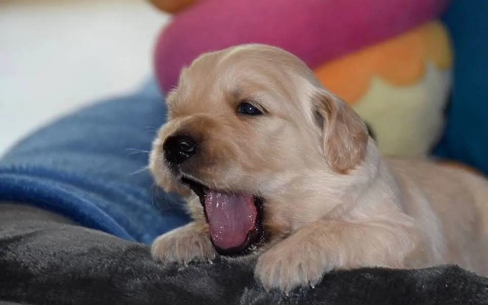 Golden Retriever szczenięta ZKWP FCI, Mazowieckie, Łochów