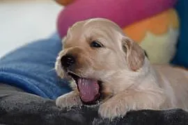 Golden Retriever szczenięta ZKWP FCI