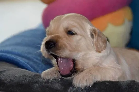 Golden Retriever szczenięta ZKWP FCI, Mazowieckie, Łochów