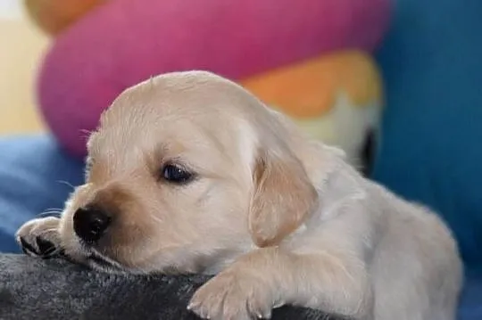 Golden Retriever szczenięta ZKWP FCI, Mazowieckie, Łochów