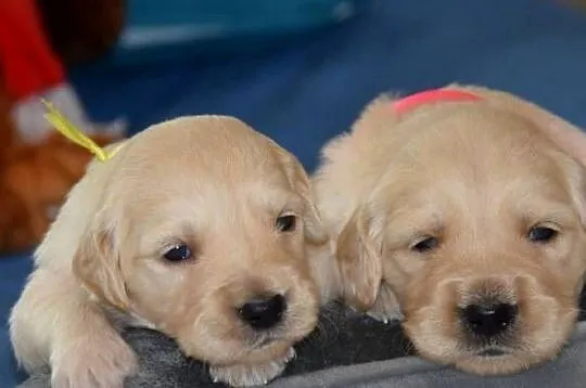 Golden Retriever szczenięta ZKWP FCI, Mazowieckie, Łochów