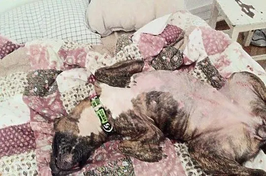Zaopiekuj się, podaruj dom, adoptuj Sabę