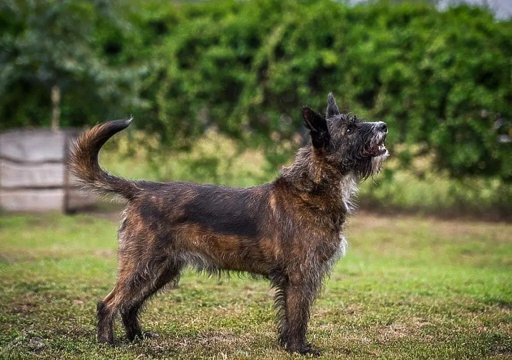 Londi, ładna i wesoła - kto ją adoptować zdoła???, Śląskie, Katowice