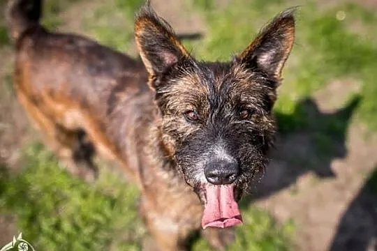 Londi, ładna i wesoła - kto ją adoptować zdoła???, Śląskie, Katowice