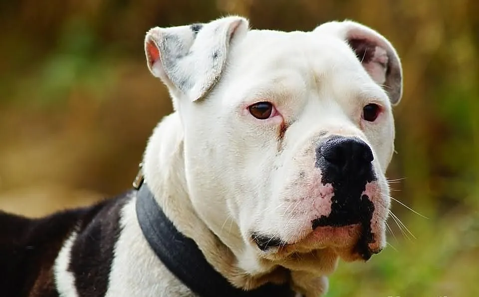 Boski Duke w typie buldoga amerykańskiego czeka na