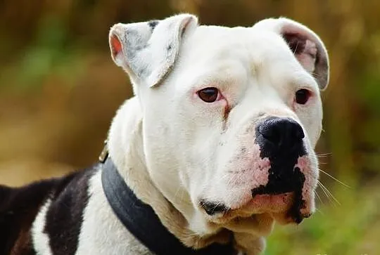 Boski Duke w typie buldoga amerykańskiego czeka na