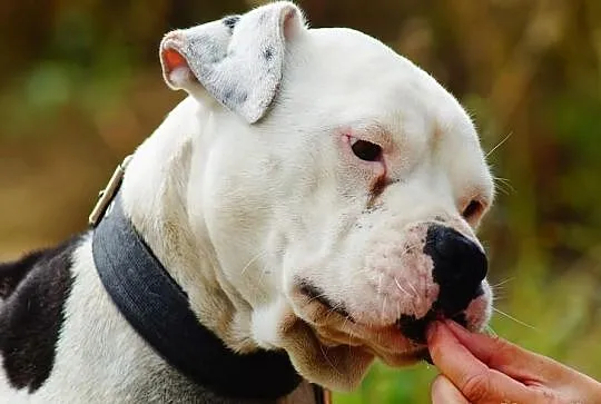 Boski Duke w typie buldoga amerykańskiego czeka na