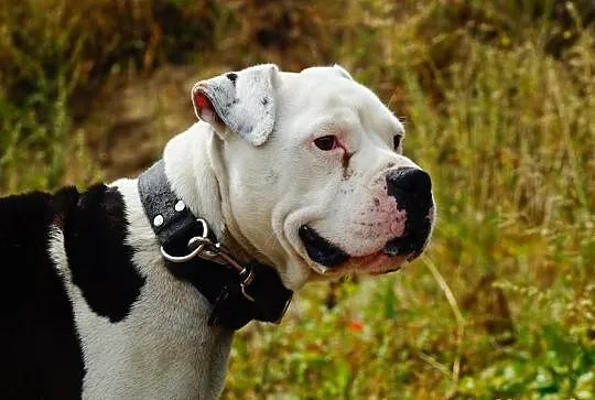 Boski Duke w typie buldoga amerykańskiego czeka na
