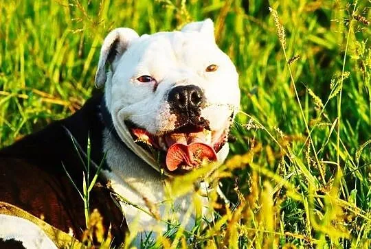 Boski Duke w typie buldoga amerykańskiego czeka na