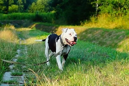 Boski Duke w typie buldoga amerykańskiego czeka na