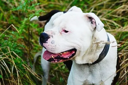 Boski Duke w typie buldoga amerykańskiego czeka na