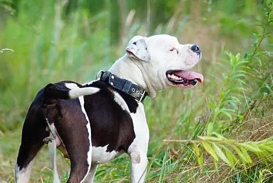 Boski Duke w typie buldoga amerykańskiego czeka na
