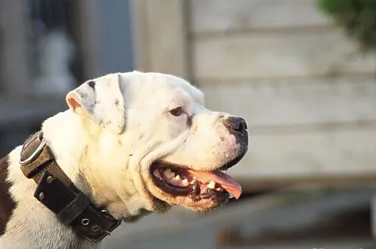 Boski Duke w typie buldoga amerykańskiego czeka na