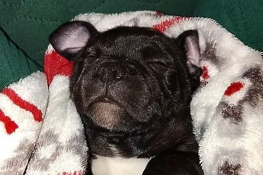 Staffordshire Bull Terrier, Stafik, Staffik, Śląskie, Zabrze