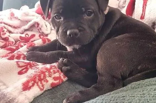 Staffordshire Bull Terrier, Stafik, Staffik, Śląskie, Zabrze
