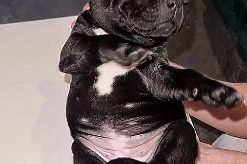 Staffordshire Bull Terrier, Stafik, Staffik, Śląskie, Zabrze