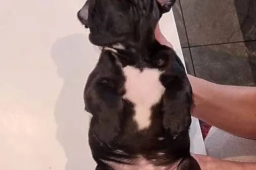 Staffordshire Bull Terrier, Stafik, Staffik, Śląskie, Zabrze